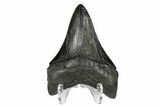 Serrated, Fossil Megalodon Tooth - South Carolina #172228-2